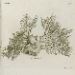 DRAKE, James (1667-1707). Anthropologia Nova; or, A New System of Anatomy. London: Sam. Smith and Benj. Walford, 1707.