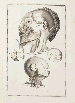 CANT, Arent (1695-1723). Impetus primi anatomici ex lustratis cadaveribus nati. Leiden: Peter van der Aa, 1721.