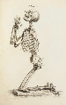 CHESELDEN, William. Osteographia, or the Anatomy of the Bones. London: [William Bowyer for the author?], 1733.