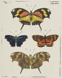 Dru Drury Illustrations Of Natural History Dru Drury Illustrations Of Natural History