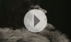 Video 01