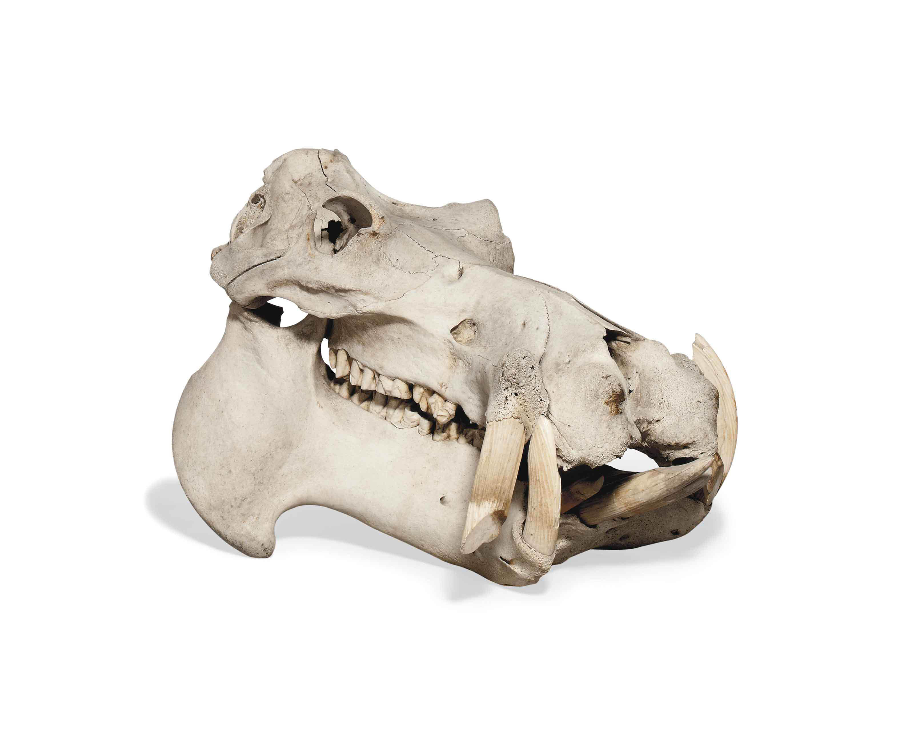 A HIPPOPOTAMUS SKULL , PRE 1920 | Christie&rsquo;s