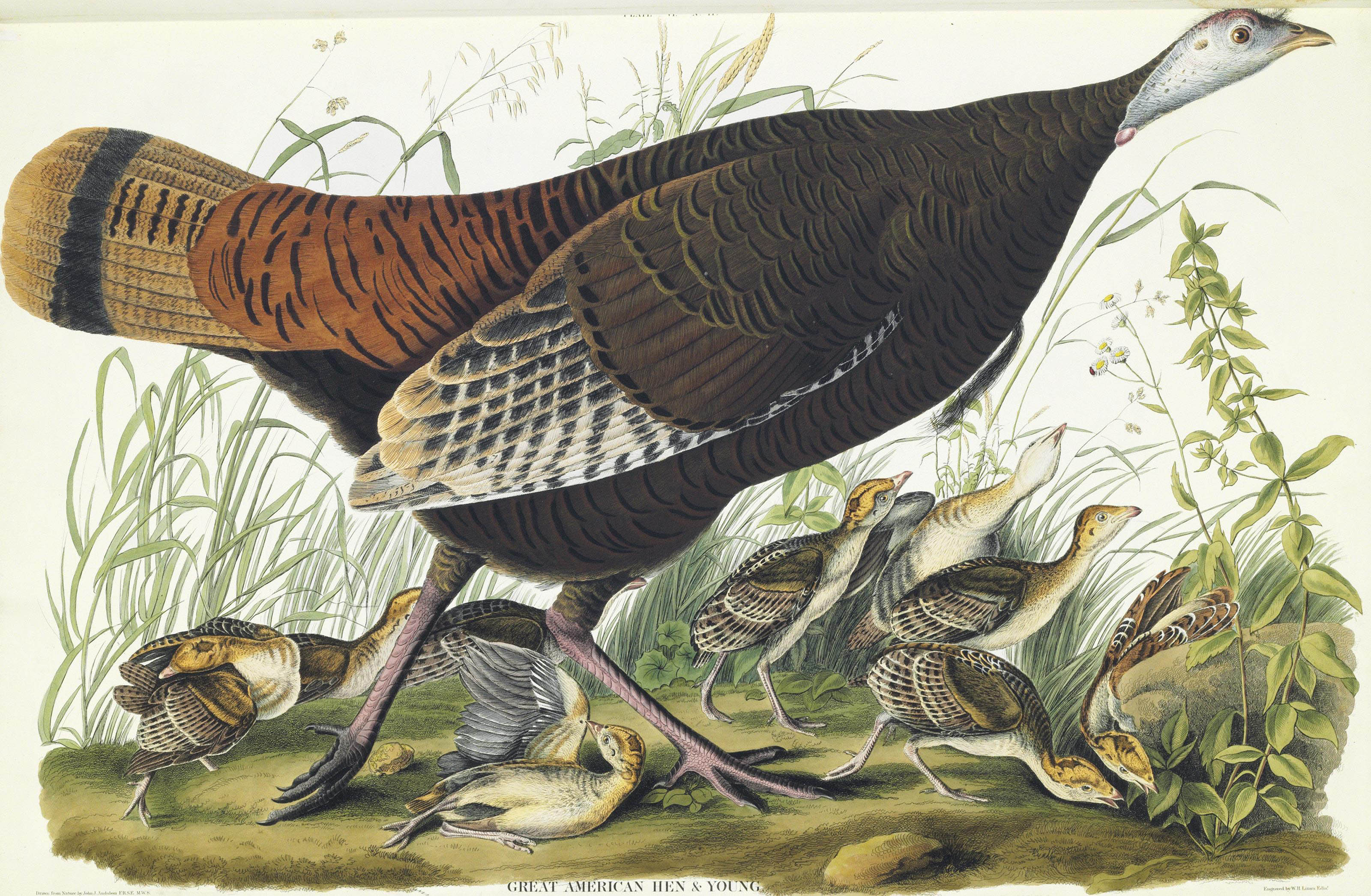 AUDUBON, John James (1785-1851). The Birds of America; from Original