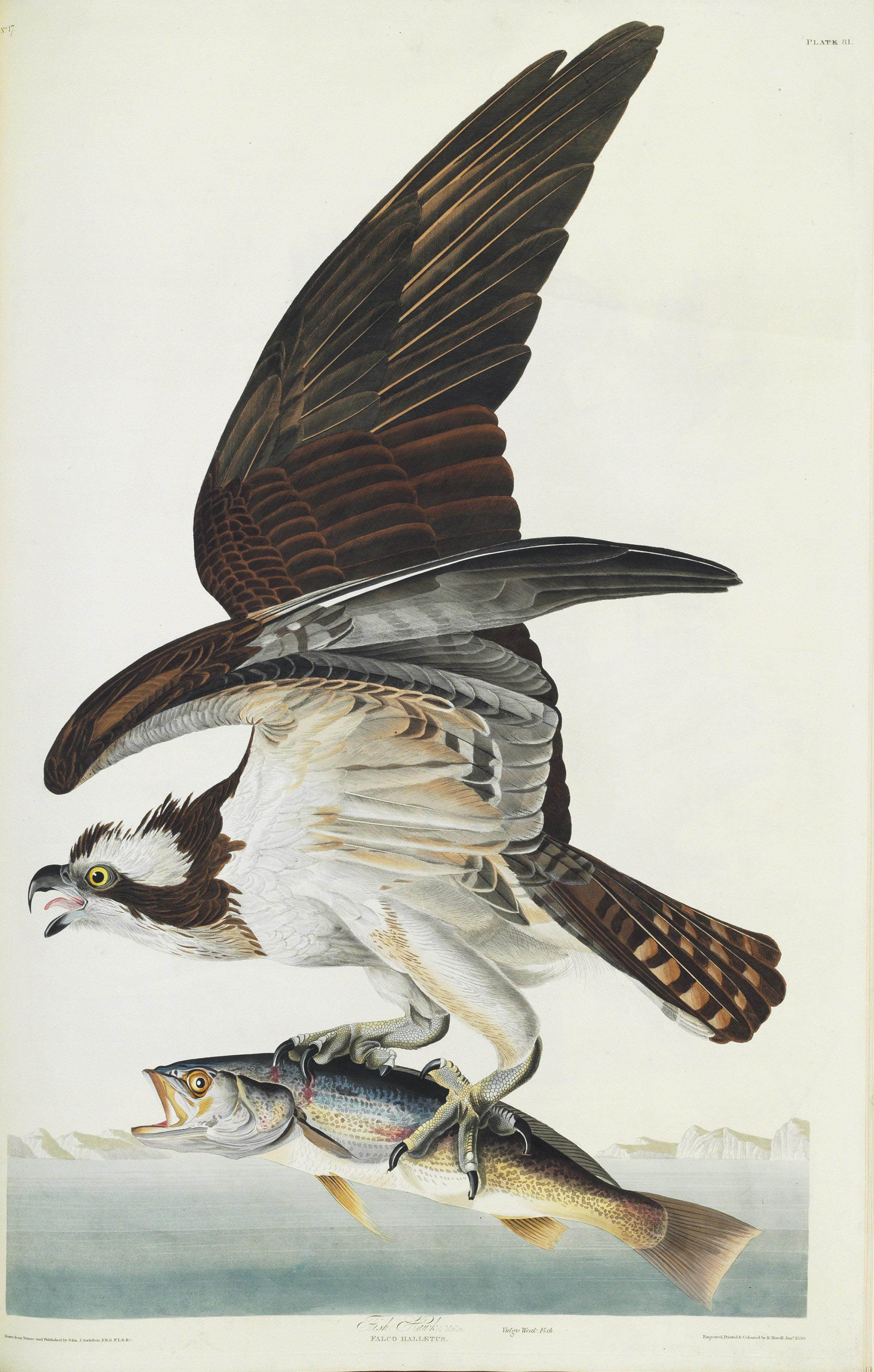AUDUBON John James (1785 1851) The Birds of America from Original