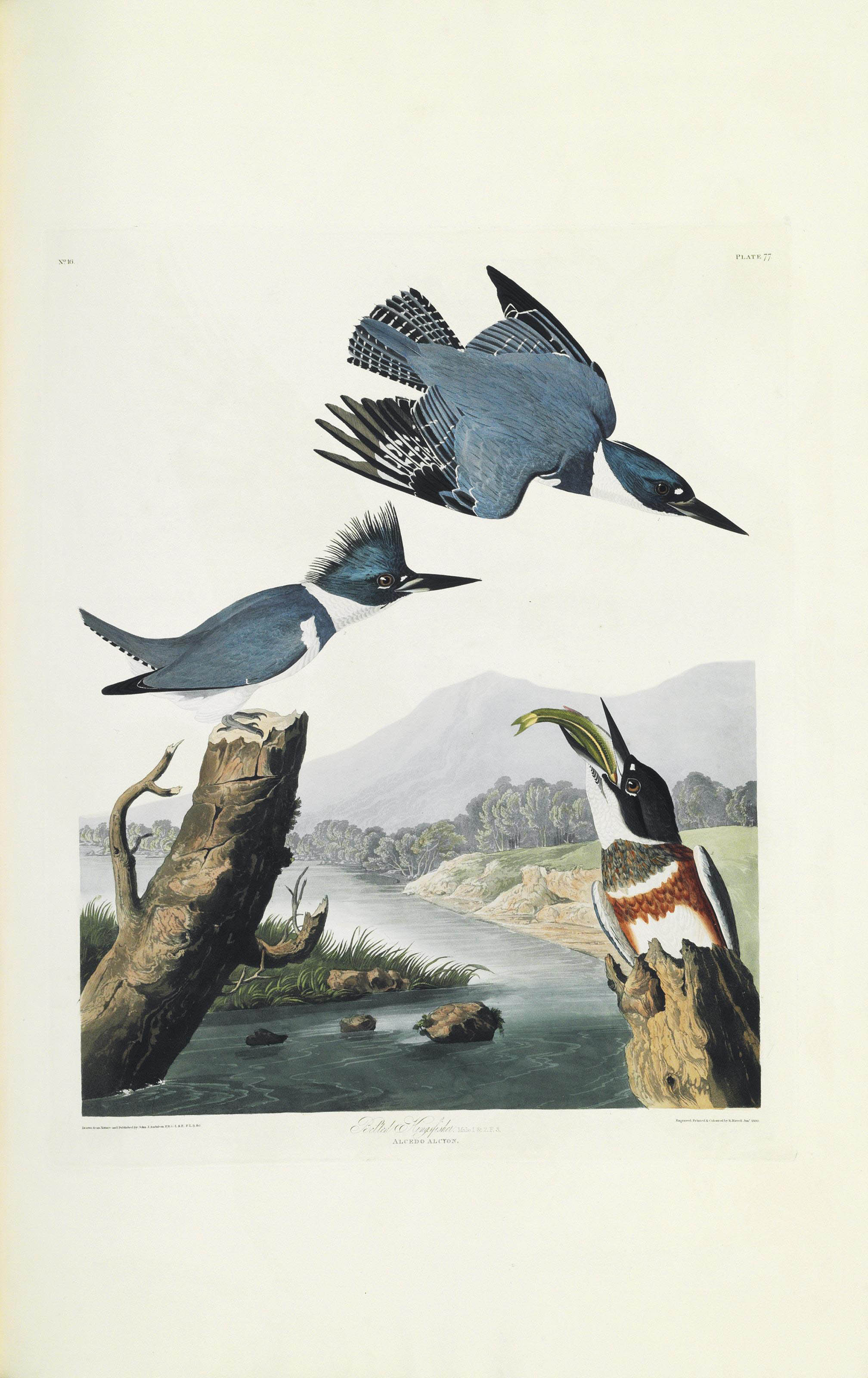 AUDUBON John James (1785 1851) The Birds of America from Original