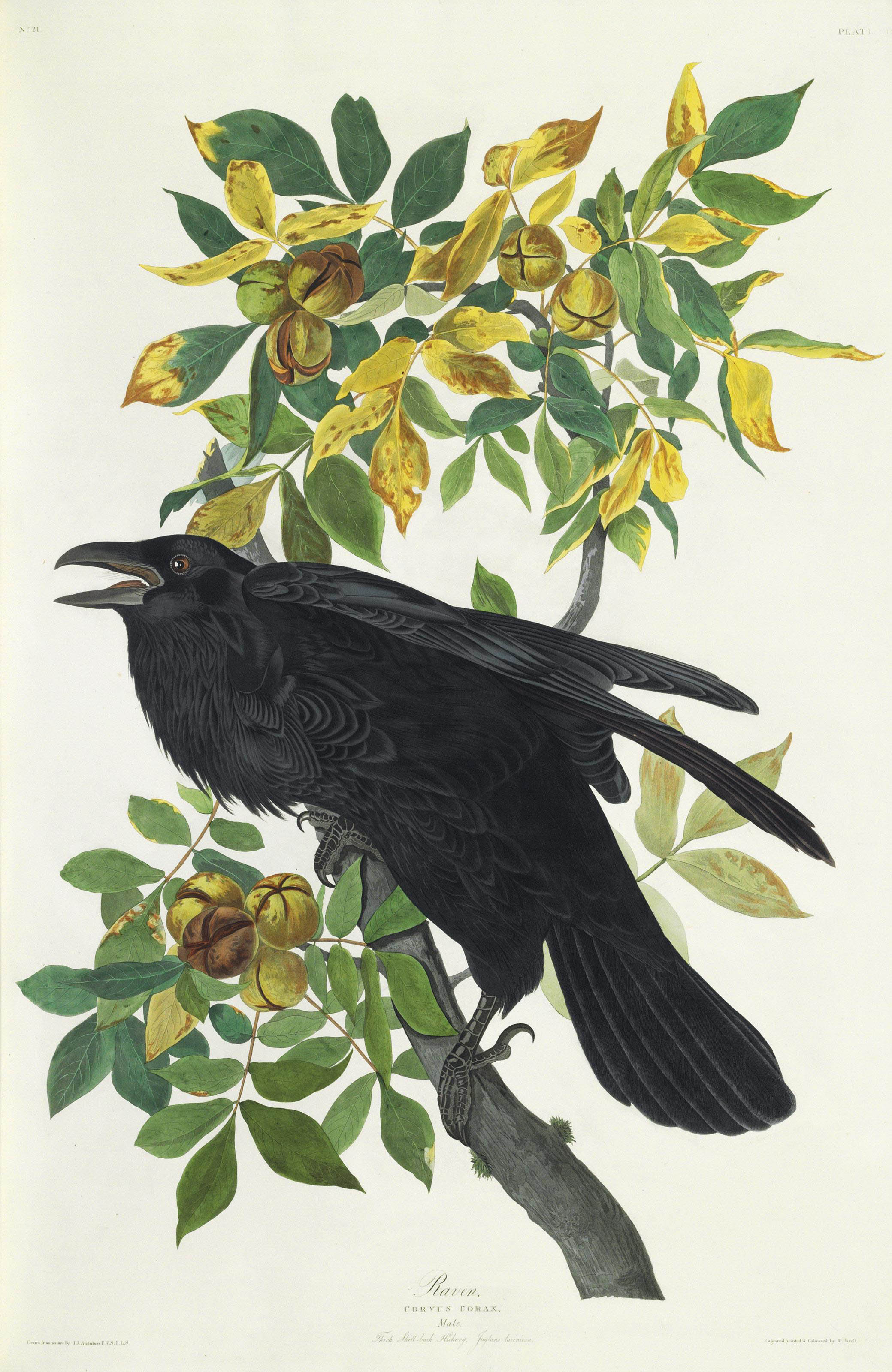 AUDUBON John James (1785 1851) The Birds of America from Original