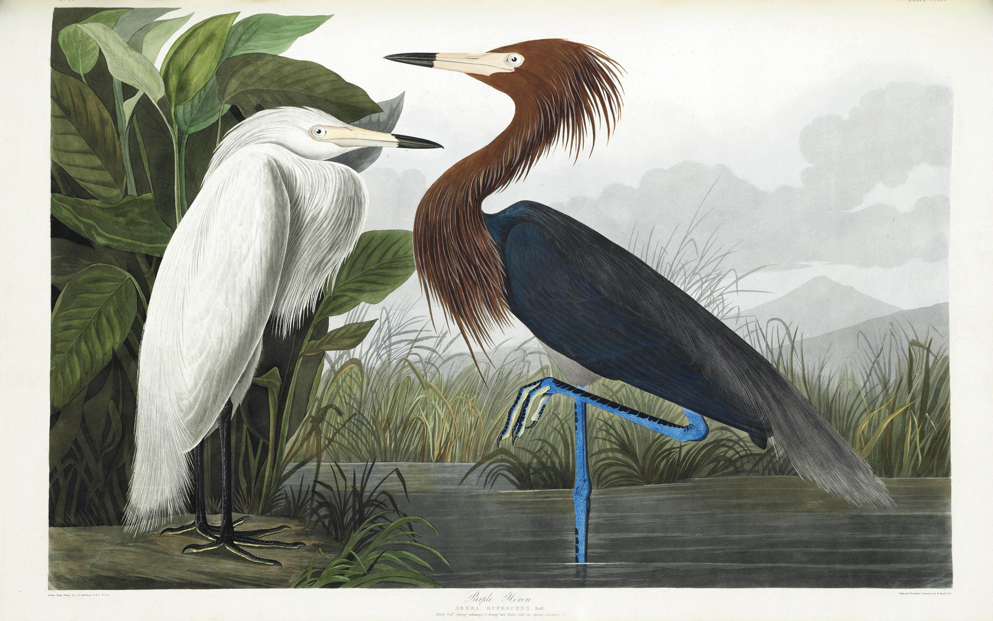 AUDUBON John James (1785 1851) The Birds of America from Original