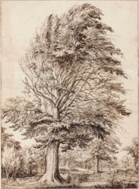 A large beech, partly in leaf
