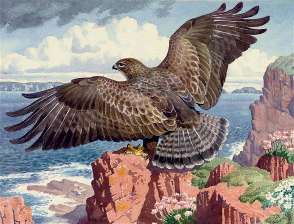 Charles Frederick Tunnicliffe, R.A. (19011979) , Buzzard Christie's