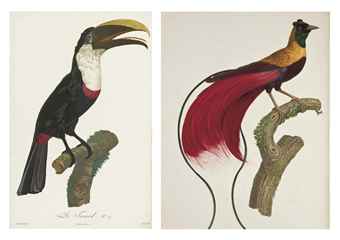 LEVAILLANT, François (1753-1824). Histoire naturelle des oiseaux de paradis et des rolliers, suivie de celle des toucans et des barbus. Paris: Denné et Perlé, [1801-] 1806.