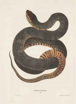 North American  on Holbrook  John Edwards  1794 1871   North American Herpetology  Or A