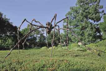 Spider  