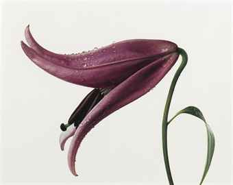 Lily, Imperial Pink (New York), 1971  