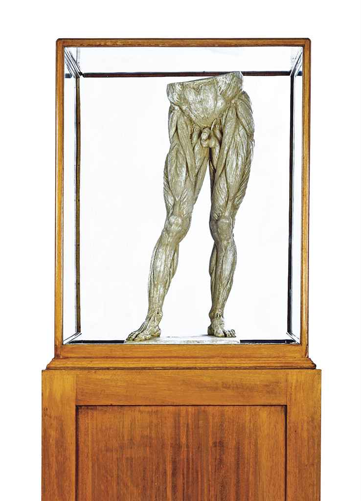 ecorche model