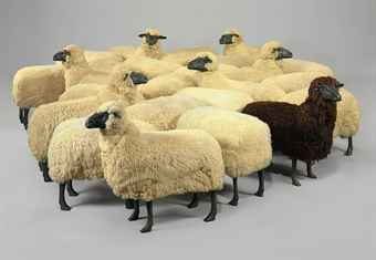 'Moutons de Laine', Un Troupeau de 24 Moutons  