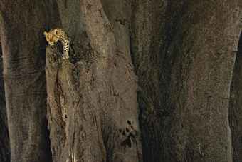 Leopard in Ancient Baobab Tree, c. 2004  
