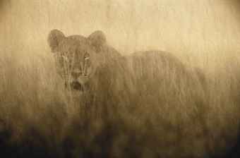 Lioness of Lace, Mist & Finery, c. 2006  
