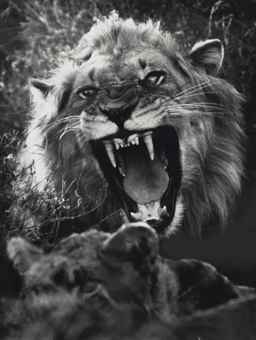 Lion, Kruger National Park, Transvaal, South Africa, c. 1941  