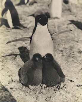 Adélie Penguin and Chicks, Antarctica, c. 1911  