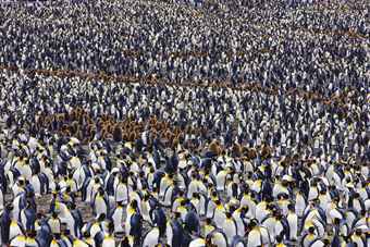 Penguins, Saint Andrews, South Georgia, c. 2009  