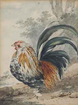 dwarf rooster