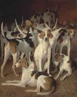 Hounds in a kennel