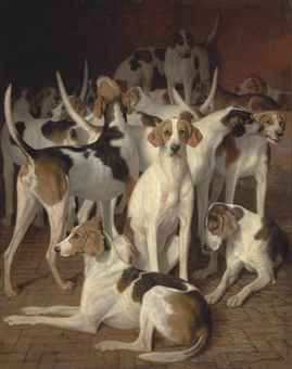 Hounds in a kennel  