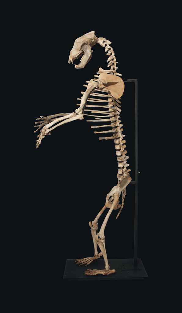 A CAVE BEAR SKELETON | Christie's