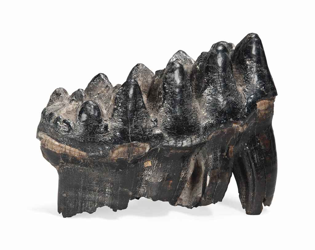 A MASTODON TOOTH , AMERICA | Christie's