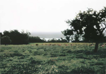 Laacher Wiese (Laacher Meadow)  