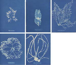 Photographs of British Algæ. Cyanotype Impressions., Robert Hunt's copy 