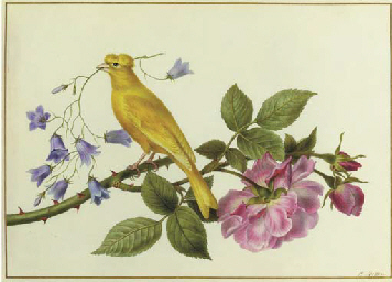 A canary perched on a the branch of a pink rose, carrying harebells in its beak 