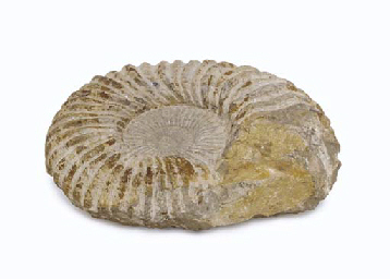 STONE FOSSIL FROM CAPTAIN PICARD'S READY ROOM | Popular Culture ... STONE FOSSIL FROM CAPTAIN PICARD'S READY ROOM | Popular Culture ...