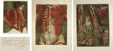 GAUTIER D'AGOTY, Jacques (1717-1786) and Joseph Guichard DUVERNEY. Essai d'Anatomie, en Tableaux imprimés, qui represent au naturel tous les muscles de la face, du col, de la tête, de la langue & du larynx... -- Myologie complette en couleur et grandeur naturelle, compose de l'essai et de la suite de l'essai d'anatomie, en tableaux imprimes. Paris: Gautier [vol. I]; Gautier, Quillau pre et fils, and Lamesle [vol. II], 1745-46-[48].