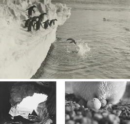 British Antarctic Expedition, 1910-1913  