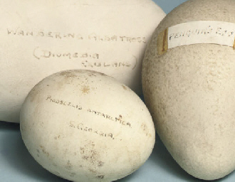 Five eggs collected on the Terra Nova expedition  