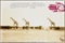 Giraffes in Mirage on the Taru Desert, Kenya, June 1960  