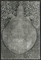 Egyptian Soup (Tryonx turtle), Lake Rudolf Eroc Study, 1965  