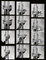 12 Hands of Miles Davis and His Trumpet, New York, July 1 1986  