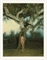 Tied to my big tree in Ramatuelle, 1978  