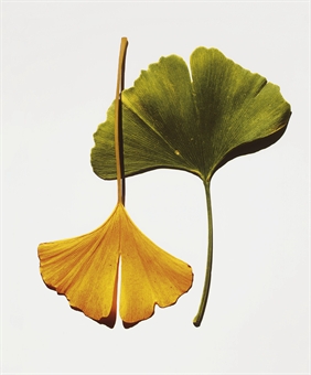 Ginkgo Leaves, New York, 1990  