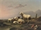 Sheep and poultry resting in the pasture