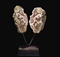 AGATE CONDOR  