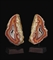 AGATE CONDOR  