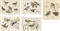 Gray Wagtails; The Common Wren; Pied Wagtails; Goldfinches; and Robins