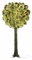 Sans titre (Arbre)
