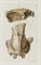 ESPER, Johann Friedrich (1732-1781). Ausführliche Nachricht von neu entdeckten Zoolithen unbekannter vierfüsiger Thiere. Nuremberg: Georg Wolfgang Knorr, 1774.