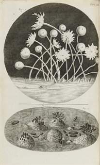 HOOKE, Robert (1635-1703). Micrographia: or some Physiological Descriptions of Minute Bodies made by Magnifying Glasses. London: John Martyn and James Allestry for the Royal Society, 1665.