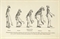 HUXLEY, Thomas Henry (1825-1895). Evidence as to Man's Place in Nature. London and Edinburgh: Williams and Norgate, 1863.