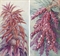 Amaranthus caudatus [Tassel flower] (Papua New Guinea); and Study of a flower 